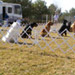 Novice Class Sit/Stay