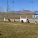 Novice Class Sit/Stay