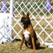 Novice Class Sit/Stay