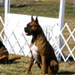 Novice Class Sit/Stay