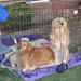 Rudy and Roxy