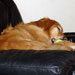 Rudy is a tired dog