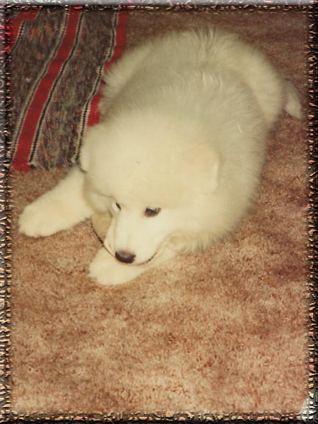 Crufts 2014: Dog Show Dates, Start Time, Live Stream and ... Vegas Valley Dog Obedience Club - VVDOC - Breed of the ...