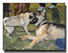 Puppy Socialization
