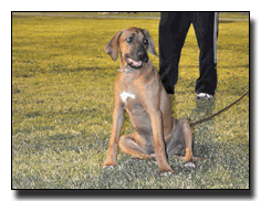 I Love My Obedience Classes !