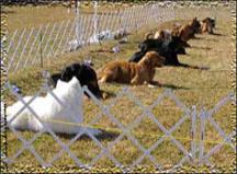 Vegas Valley Dog Obedience Club Vvdoc Home