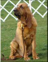 Elvis (Bloodhound)