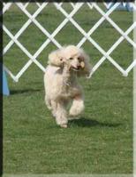 Slick (Miniature Poodle)