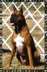 Ryker (Boxer)